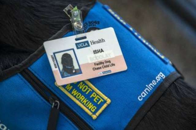 A close-up of a blue harness on a therapy dog with a UCLA Health ID badge for "ISHA" and a patch that says "DO NOT PET I'M WORKING."