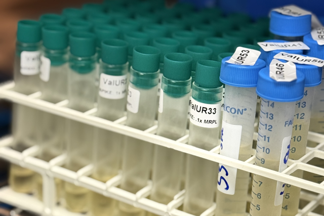 Samples in vials are lined up for drug testing.