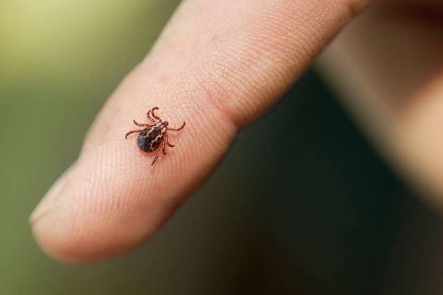  A close-up macro shot of a small brown tick crawling on the tip of a human finger against a blurry green and dark background.