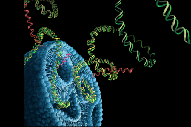 Artistic rendering of gene editing reagents — mRNA (red) and DNA (green and yellow) constructs — being packaged into a lipid nanoparticle (blue).