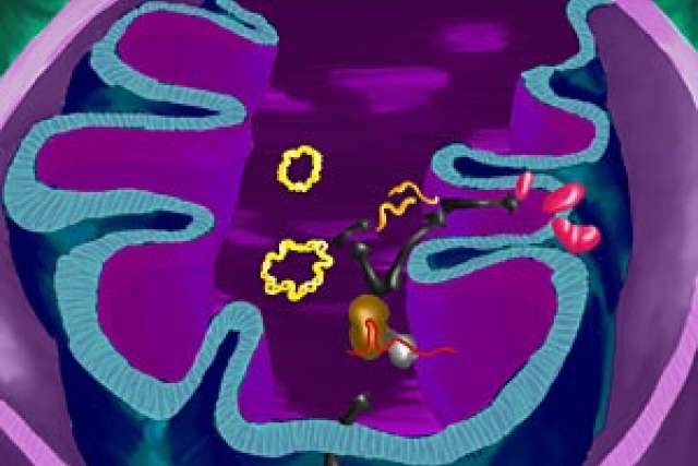 Illlustration of mitochondriai