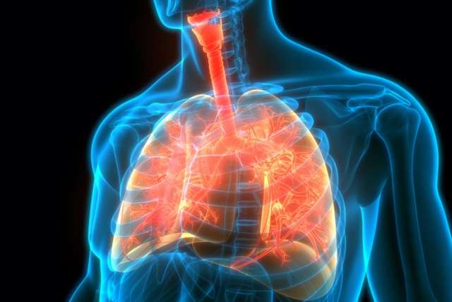 Lungs