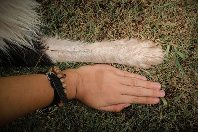 Human hand and dog paw