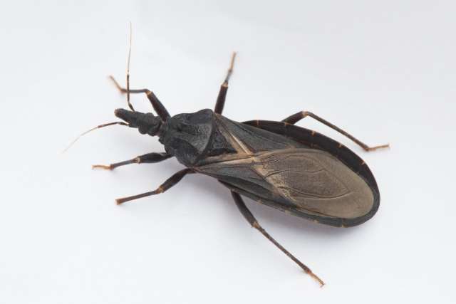 The "kissing bug" carries a parasite that can be deadly.