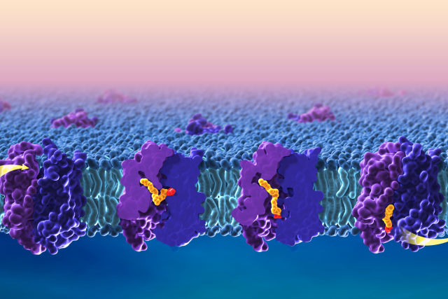 Lipid transport across blood-brain barrier.