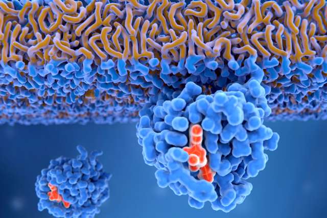 Activate RAS protein attached to cancer cell
