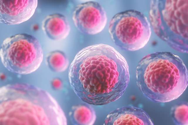 Cluster of embryonic stem cells