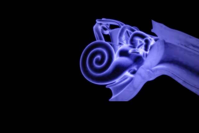 Ear interior
