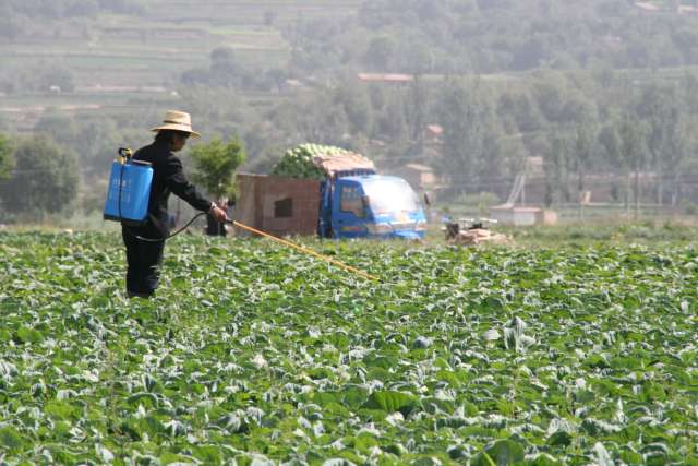 Farmer spreads pesticide to crops