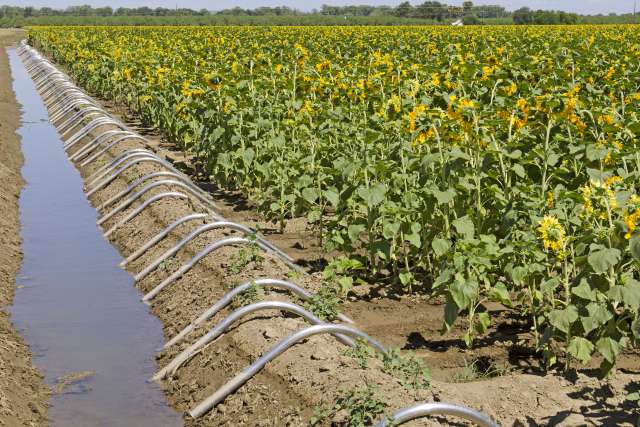Farm equipment lines the edges of a field of sunflowers