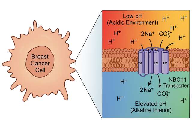 breast cancer cells