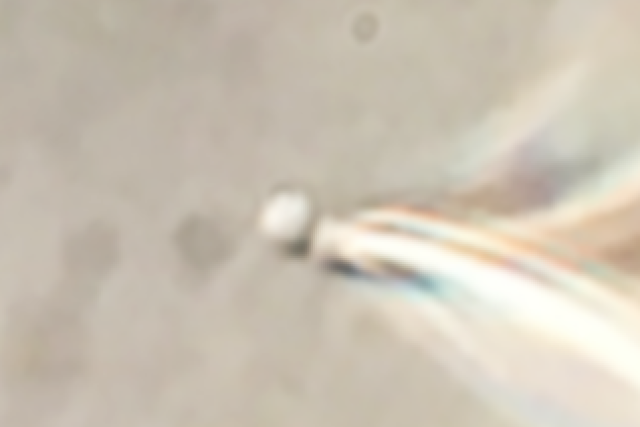 A mitochondrion attached to a glass pipette to measure the flow of ions and metabolites.