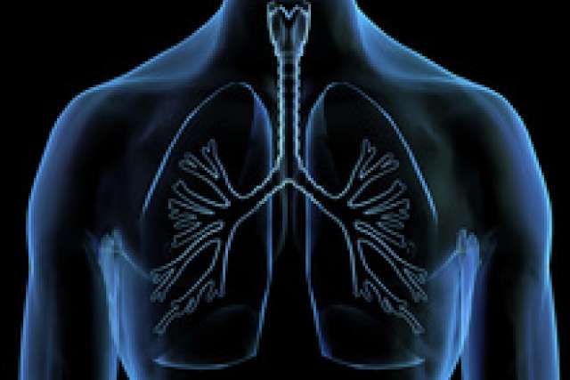 Lungs