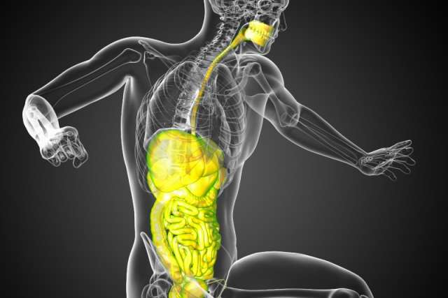 exercise and gut microbiome