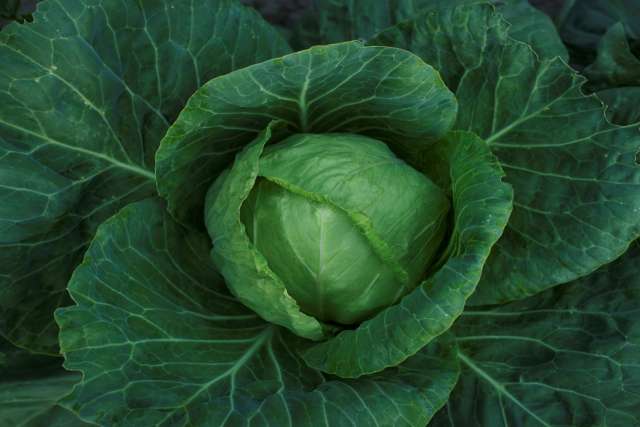 Photo of Cabbage