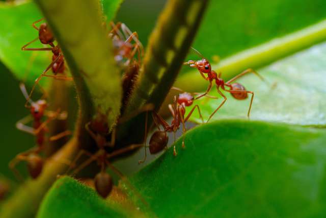 Stages to a fire ant bite