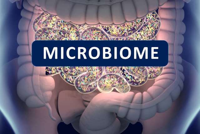 Illustration of the human gut highlighting the microbiome.