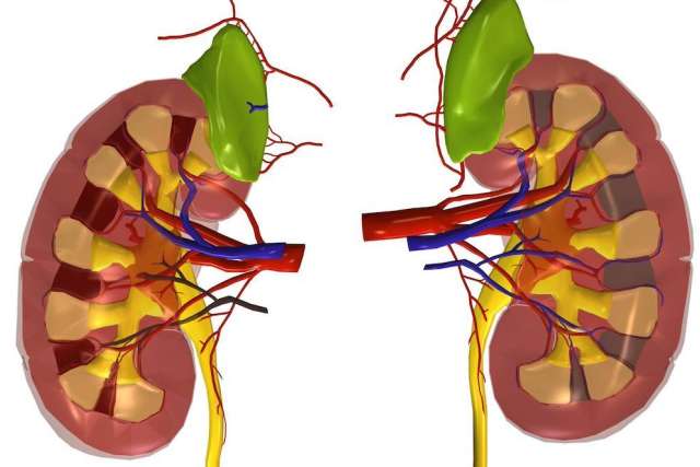 A detailed anatomical illustration shows a pair of human kidneys with adrenal glands, blood vessels, and ureters.