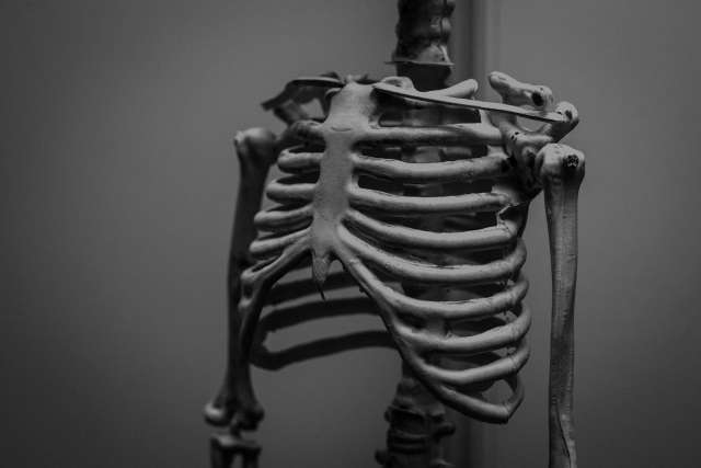Skeleton