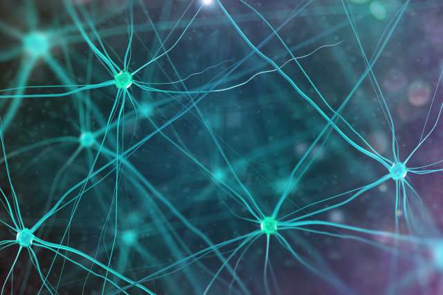 Neurons in the brain on white background.