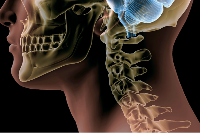temporomandibular joint, which connects the jaw to the skull. We each have two, one on each side of the jaw. These are the structures that allow us to open and close our jaw, move it from side to side and back to front.