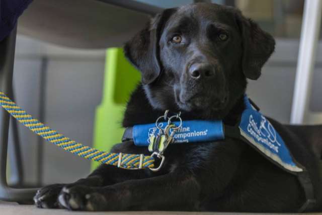 A close-up of a black dog named Isha, wearing a blue harness with a "therapy dog" patch, lying down with a leash attached.