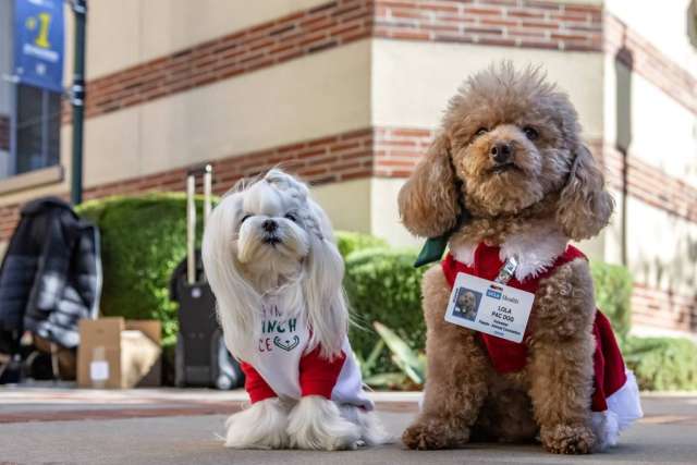 White and brown dogs in red holiday coats with badges