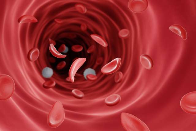 blood cells in vessel