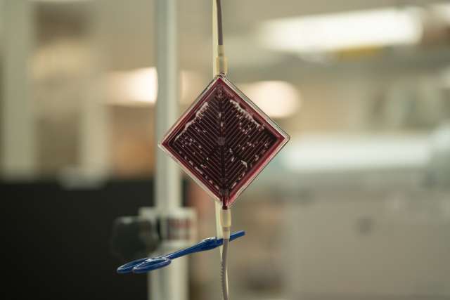 UCLA Health Blood and Platelet Center