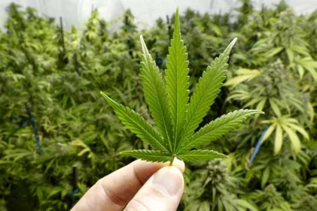 2017 UCLA Cannabis Research Symposium