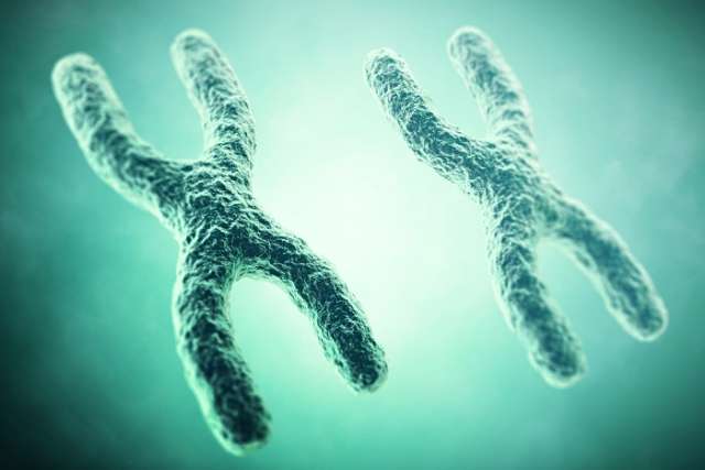 XX chromosomes