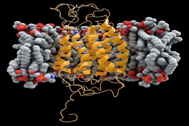CCR5 with membrane