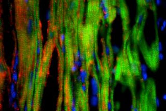 Microscopic view of colorful cell structures and fibers in green and blue tones.