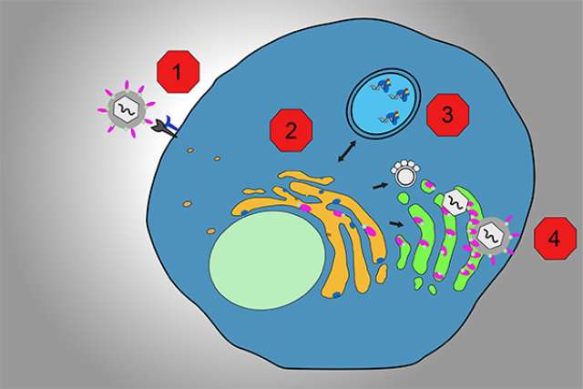 Covid inhibition