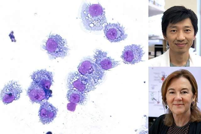 Dendritic cells composite with Dr. Christopher Seet and Dr. Gay Crooks