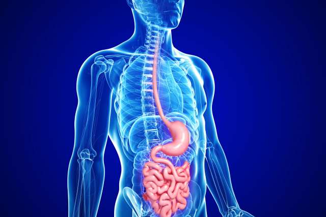 Human small intestine and stomach anatomy