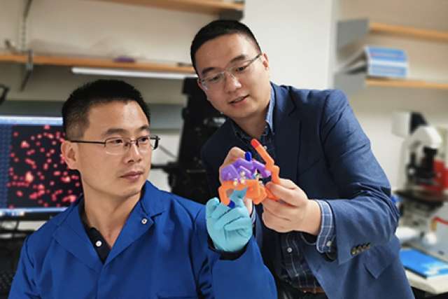 Study authors Jingqiang Wang and Professor Zhen Gu