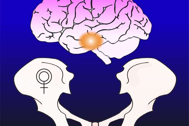 Brain and bone graphic