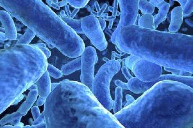 Microscopic view of blue microorganisms in a dense cluster.
