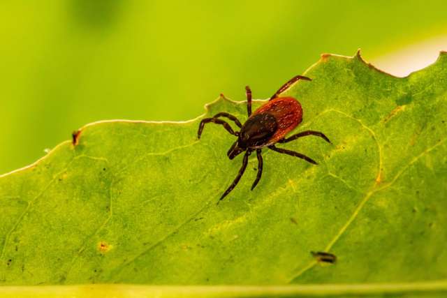 Deer tick
