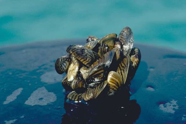 Zebra mussels cluster