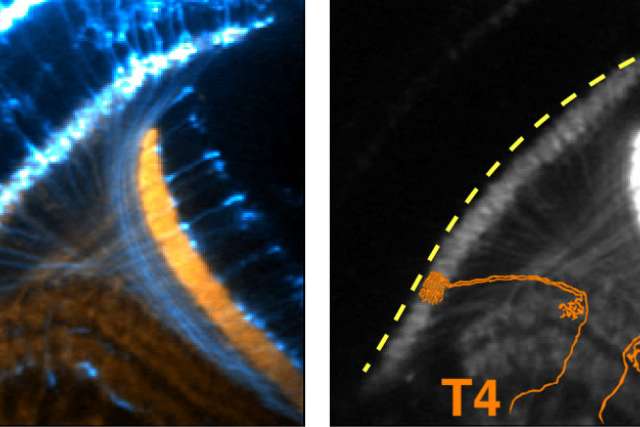 Neurons signaling UCLA