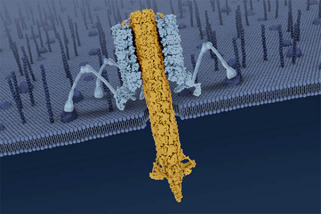 Scientific illustration showing pyocin structures in the Zhou Lab at UCLA, highlighting molecular components and mechanisms.
