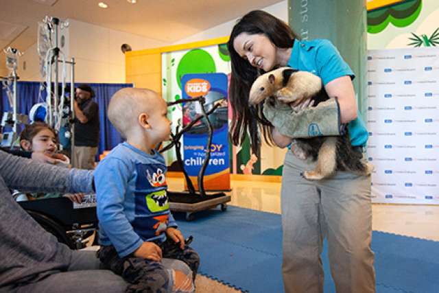 UCLA Mattel and San Diego Zoo - Tamandua