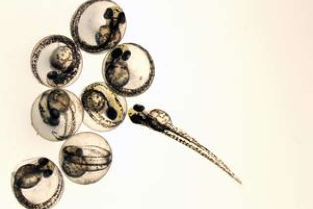 Zebrafish embryos in clear capsules, showcasing early development stages.