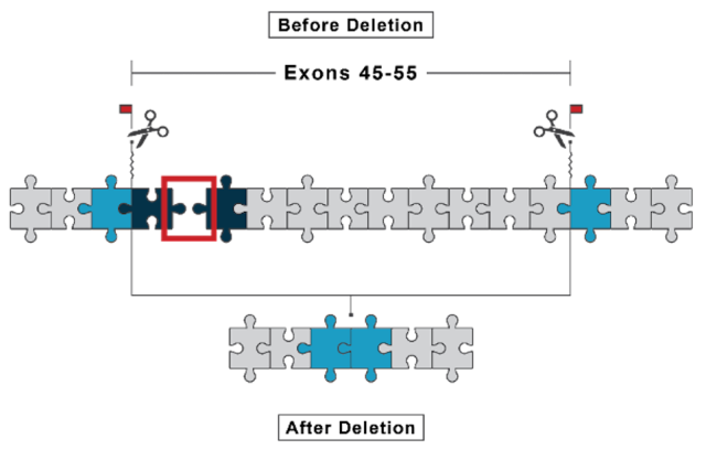 A puzzle-piece diagram shows two different gene sequences. One is a longer sequence with an edit point, while the other is a shorter target sequence.