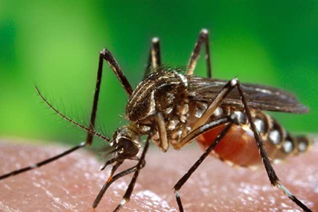 Aedes aegypti mosquito