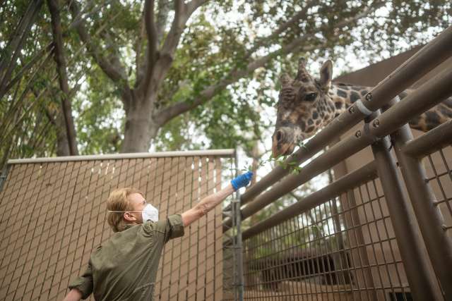 Studying female animals helps Dr. Barbara Natterson-Horowitz better understand women's health. Here she feeds a giraffe at the Los Angeles Zoo. (Photo by Milo Mitchell)
