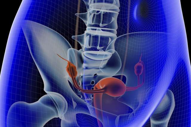 see through body highlighting ovaries