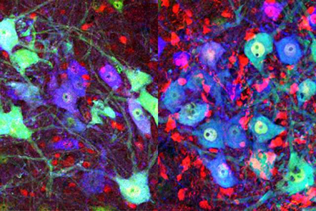 Post-natal mouse spinal cord